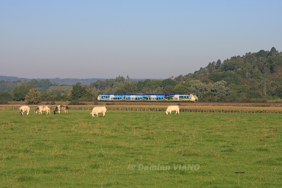 Venant tout juste de croiser un CIC Paris - Belfort, ce B 82500 assurant une relation Culmont-Chalindrey - Paris-Est c&ocirc;toie un troupeau de vaches dans la paisible campagne Haut-Marnaise.